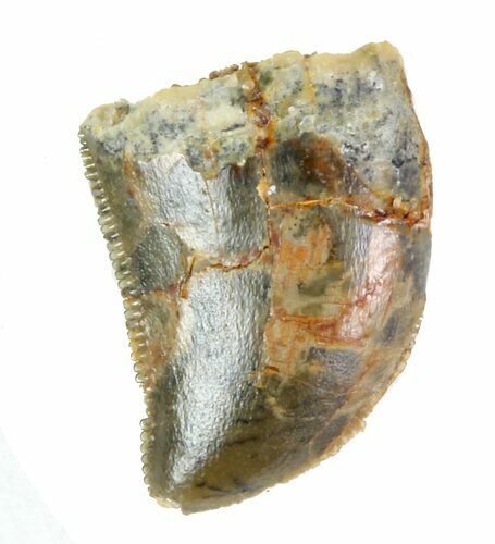 Serrated, Baby Carcharodontosaurus Tooth #89104
